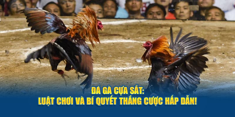 Đá Gà Cựa Sắt: Luật Chơi Và Bí Quyết Thắng Cược Hấp Dẫn!