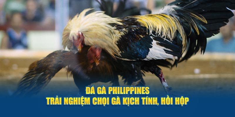 Đá Gà Philippines - Trải Nghiệm Chọi Gà Kịch Tính, Hồi Hộp