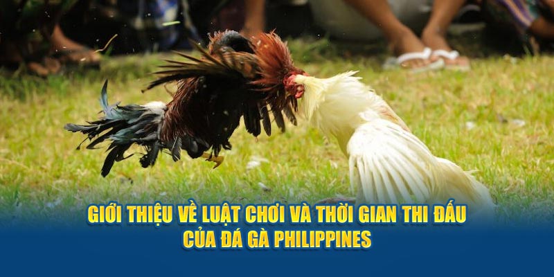 Giới thiệu về luật chơi và thời gian thi đấu của đá gà Philippines