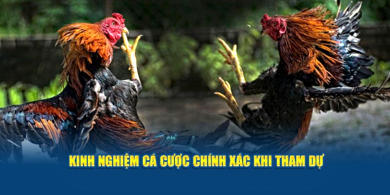 Kinh nghiệm cá cược chính xác khi tham dự